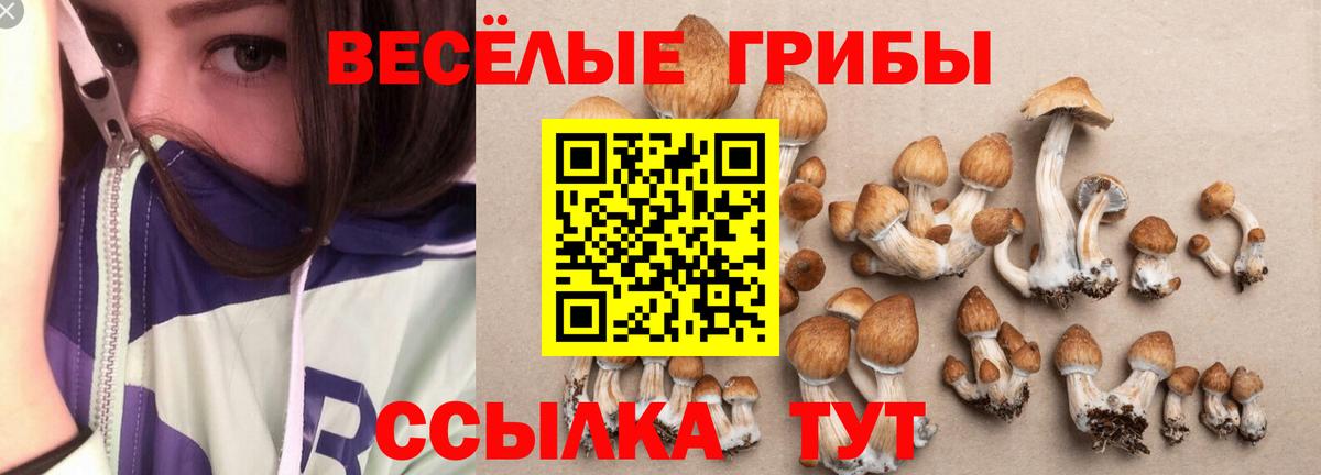Псилоцибиновые грибы мицелий Ростов Великий